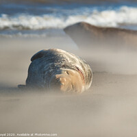 Buy canvas prints of Grey Seal asleep in Drifting Sand by Philip Royal
