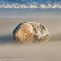 Buy canvas prints of Sleeping Grey Seal in Drifting Sand by Philip Royal