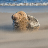 Buy canvas prints of Grey Seal in Drifting Sand by the shoreline by Philip Royal