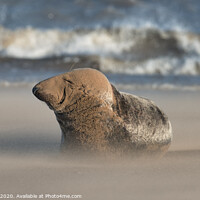 Buy canvas prints of Grey Seal resting in Drifting Sand by Philip Royal