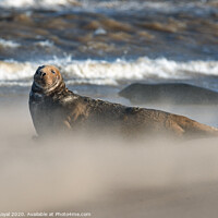 Buy canvas prints of Grey Seal in Drifting Sand and waves by Philip Royal