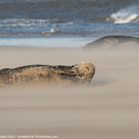 Buy canvas prints of Grey Seals resting in Drifting Sand by Philip Royal
