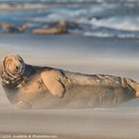 Buy canvas prints of A Grey Seal (Halichoerus grypus) resting with othe by Philip Royal