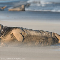 Buy canvas prints of An alert Grey Seal and group in Drifting Sand by Philip Royal