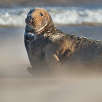 Buy canvas prints of Alert Adult Grey Seal in Drifting Sand by Philip Royal