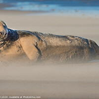 Buy canvas prints of A Grey Seal in Drifting Sand with eyes closed by Philip Royal