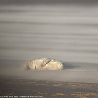 Buy canvas prints of Abandoned Grey Seal pup in Drifting Sand by Philip Royal