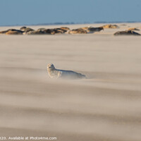 Buy canvas prints of Grey Seal pup with group in Drifting Sand by Philip Royal