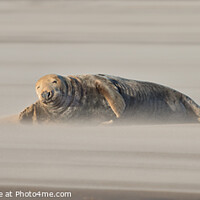 Buy canvas prints of Adult Grey Seal lying in Drifting Sand by Philip Royal