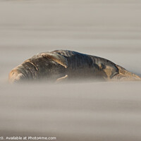 Buy canvas prints of An Adult Sleeping Grey Seal in Drifting Sand by Philip Royal