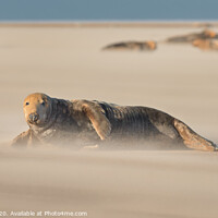 Buy canvas prints of Adult Grey Seal and herd in Drifting Sand by Philip Royal