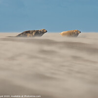 Buy canvas prints of Grey Seal pair in Drifting Sand by Philip Royal