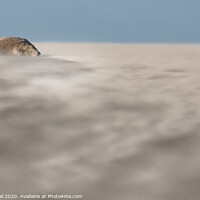 Buy canvas prints of Abstract view of a Grey Seal in Drifting Sand by Philip Royal