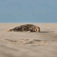 Buy canvas prints of A Grey Seal lying in Drifting Sand (portrait forma by Philip Royal