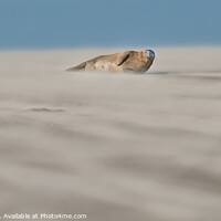 Buy canvas prints of Single Grey Seal lying in Drifting Sand - Abstract by Philip Royal