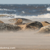 Buy canvas prints of Grey Seal Group lying in Drifting Sand by Philip Royal