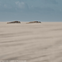 Buy canvas prints of Grey Seal pair lying in Drifting Sand by Philip Royal