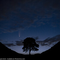 Buy canvas prints of Comet Neowise C2020 at Sycamore Gap, Northumberlan by Philip Royal