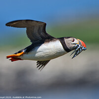 Buy canvas prints of Puffin with Sand Eels in flight turning left by Philip Royal