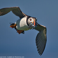 Buy canvas prints of Puffin with Sand Eels in flight head on by Philip Royal