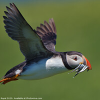 Buy canvas prints of A Puffin with Sand Eels in flight by Philip Royal