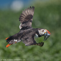 Buy canvas prints of Puffin with Sand Eels about to land by Philip Royal