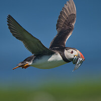 Buy canvas prints of Puffin with Sand Eels in flight over sea by Philip Royal