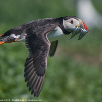 Buy canvas prints of Puffin with Sand Eels in flight over the ground by Philip Royal