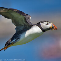 Buy canvas prints of Puffin in flight over the sea by Philip Royal