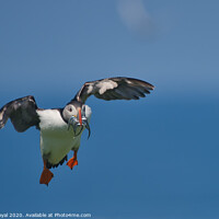 Buy canvas prints of Puffin with Sand Eels looking for a landing place by Philip Royal