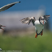 Buy canvas prints of Puffin with Sand Eels attacked by Tern by Philip Royal