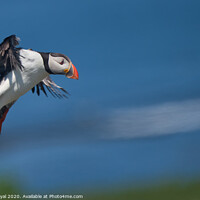Buy canvas prints of Puffin on Final Landing Approach by Philip Royal