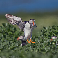 Buy canvas prints of Puffin with Sand Eels about to Touch Down by Philip Royal