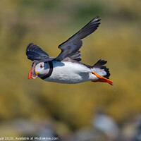 Buy canvas prints of Puffin in flight with yellow Background by Philip Royal