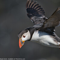 Buy canvas prints of Puffin looking down to the left by Philip Royal
