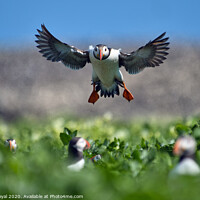 Buy canvas prints of Puffin head on Landing Approach by Philip Royal