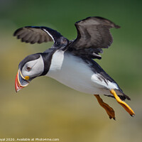 Buy canvas prints of Flying Puffin looking for a landing spot by Philip Royal