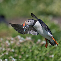 Buy canvas prints of Puffin with Sand Eels landing from the right by Philip Royal