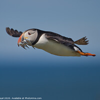 Buy canvas prints of Puffin with Sand Eels in flight flying right to left  by Philip Royal