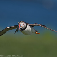 Buy canvas prints of Puffin with Sand Eels in flight head on view by Philip Royal