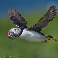 Buy canvas prints of Puffin with Sand Eels in flight right to left by Philip Royal