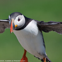 Buy canvas prints of Puffin Landing close up by Philip Royal