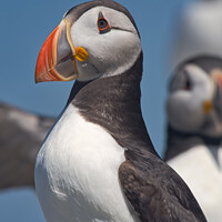 Buy canvas prints of Puffin Upper Body Portrait looking to left by Philip Royal