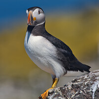 Buy canvas prints of Puffin Full Body Portrait facing to the left by Philip Royal