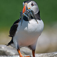 Buy canvas prints of Puffin with beak full of Sand Eeels looking to left by Philip Royal