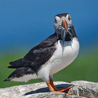 Buy canvas prints of Puffin with beak full of Sand Eels by Philip Royal