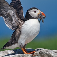 Buy canvas prints of Puffin with Sand Eels flapping Wings by Philip Royal
