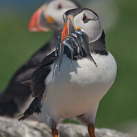 Buy canvas prints of Puffin with Sand Eels on Rocks by Philip Royal