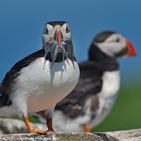 Buy canvas prints of Puffin and Sand Eels on Rocks by Philip Royal