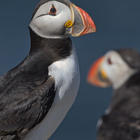 Buy canvas prints of Puffin Portrait looking to the right by Philip Royal